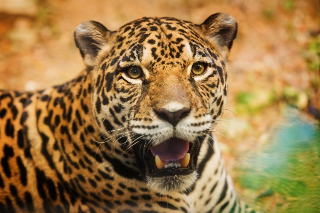 Parques de Santos terão atividades em conjunto com zoológicos e aquários do Brasil