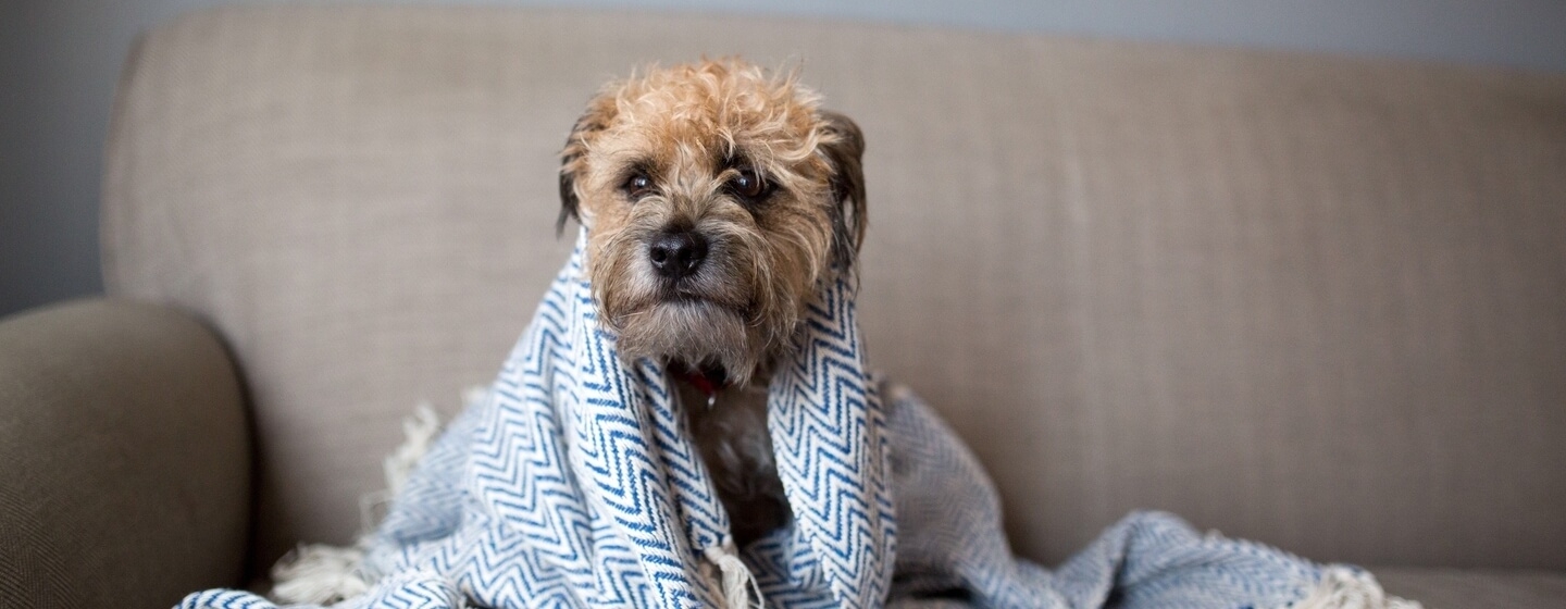 Frio agrava quadro de cães com problemas nas articulações | Jornal da Orla