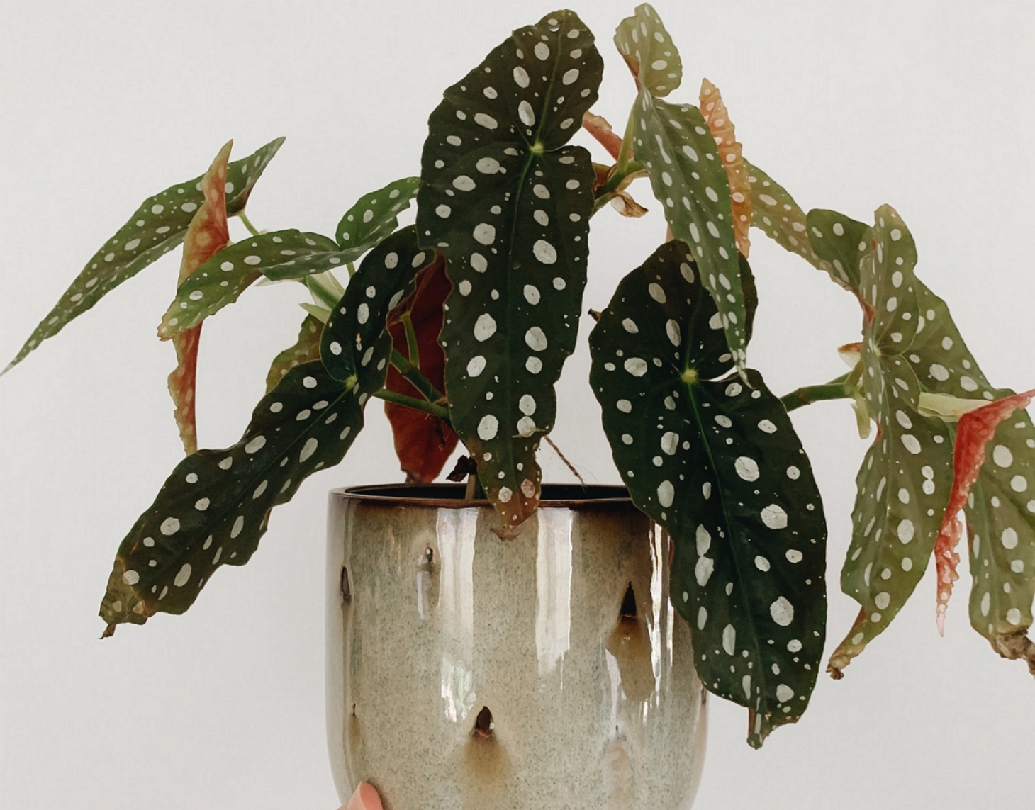 Begônia Maculata: conheça a planta que é tendência em decoração de interiores | Jornal da Orla