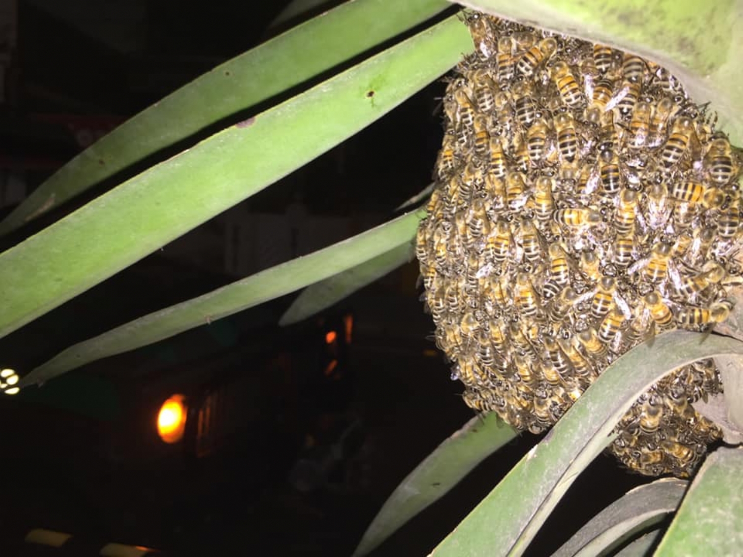 Guarujá recolhe mais de 10 enxames de abelha por mês | Jornal da Orla