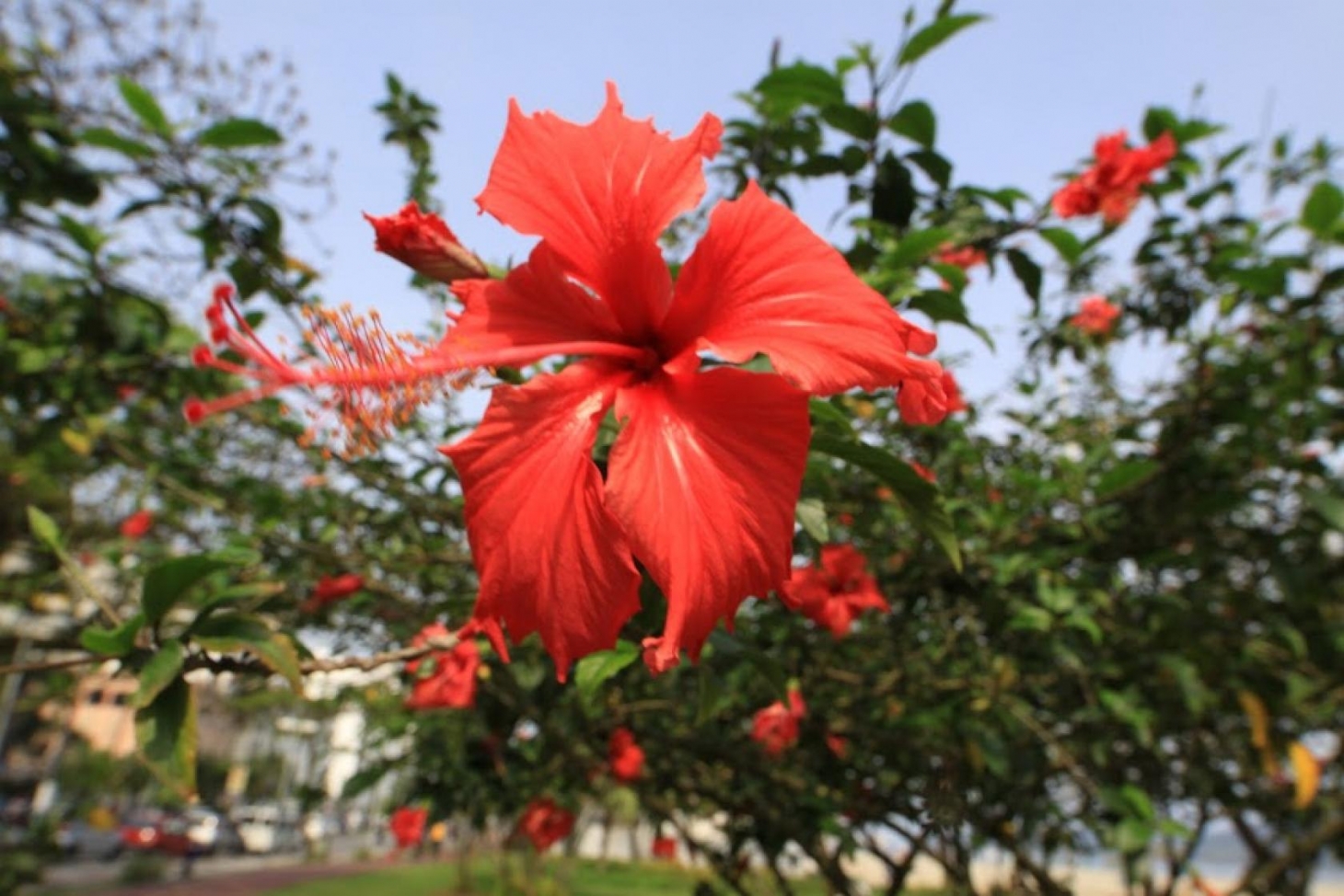 Primavera Criativa em Santos
