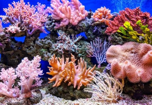 Crianças vão aprender a importância dos corais em palestra do Aquário de Santos | Jornal da Orla