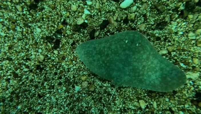 Quatro filhotes de raias são as novas atrações do Aquário de Santos | Jornal da Orla